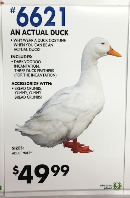 jeff-wysaski-actual-duck