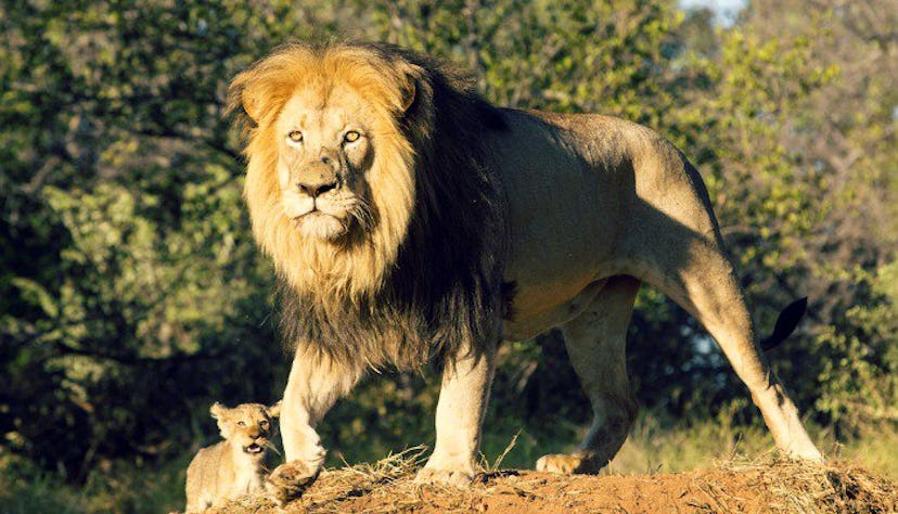 Lion with his cub in nature