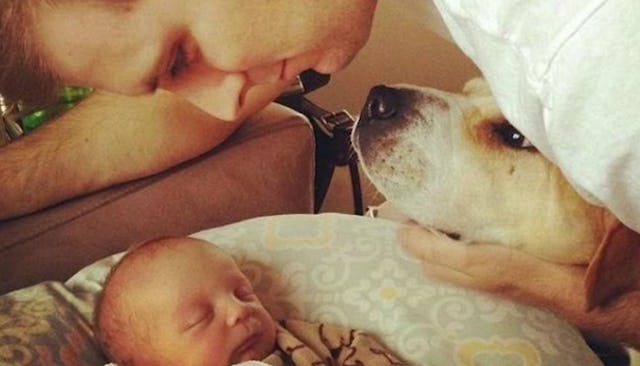 having a dog prepares your for a baby