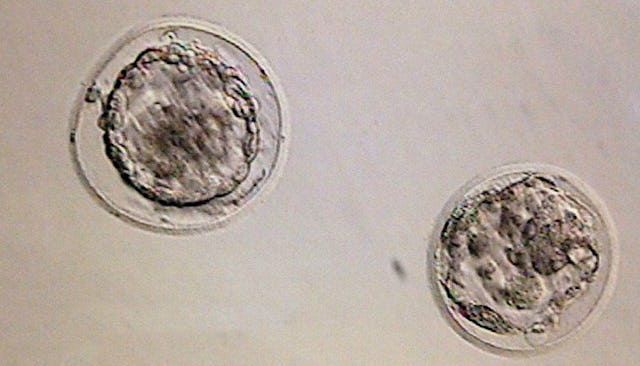 Two embryos that didn't implant 