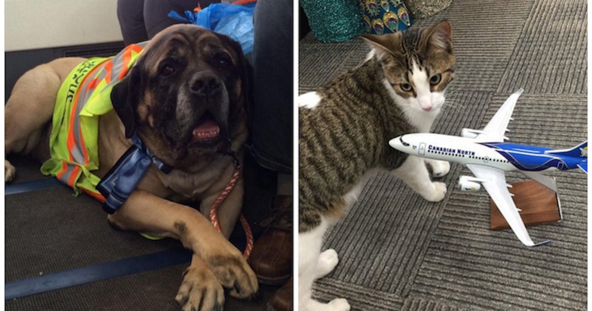 westjet travelling with pets