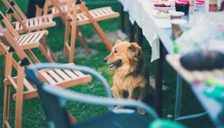 A small dog at an outside family gathering surrounded by chairs and tables