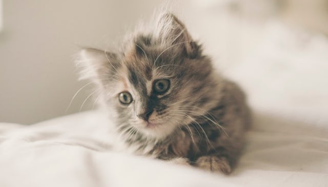 family pet