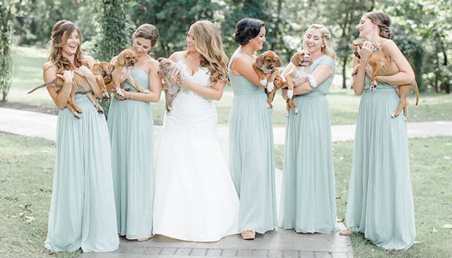 Bridal Party Held Rescue Pups