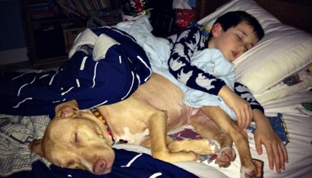 pit bulls