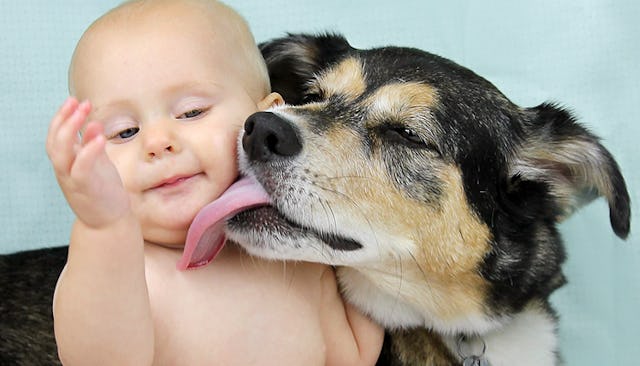 Dog Lick Your Baby's Mouth