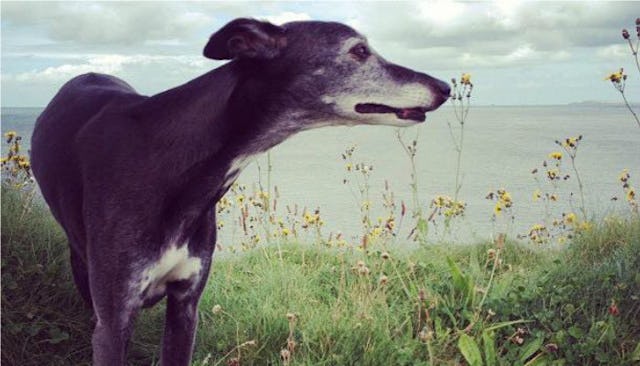 Walnut the dog