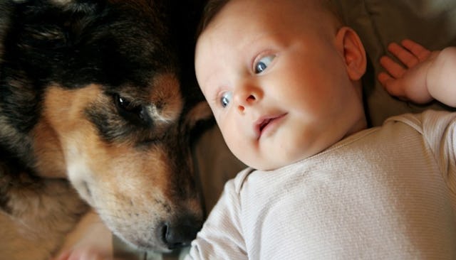 dog and baby