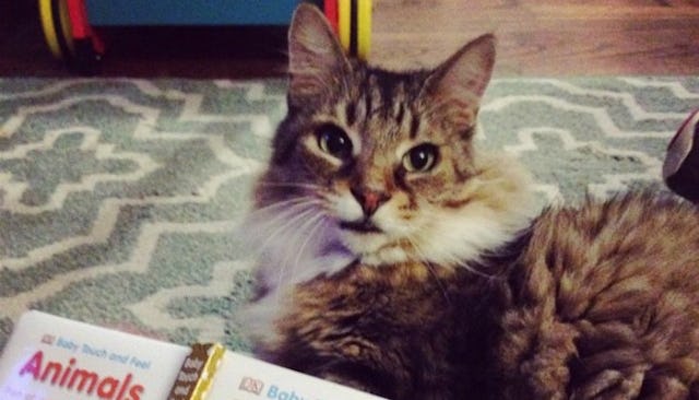 Heather Sadlemire's brown-white family pet cat sitting on a carpet next to a book