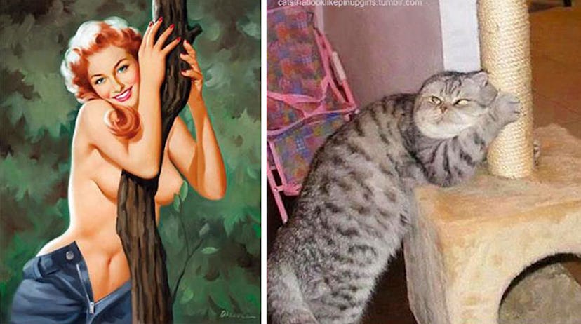 Image via Cats That Look Like Pin-Up Girls.
