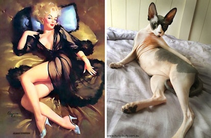Image via Cats That Look Like Pin-Up Girls.
