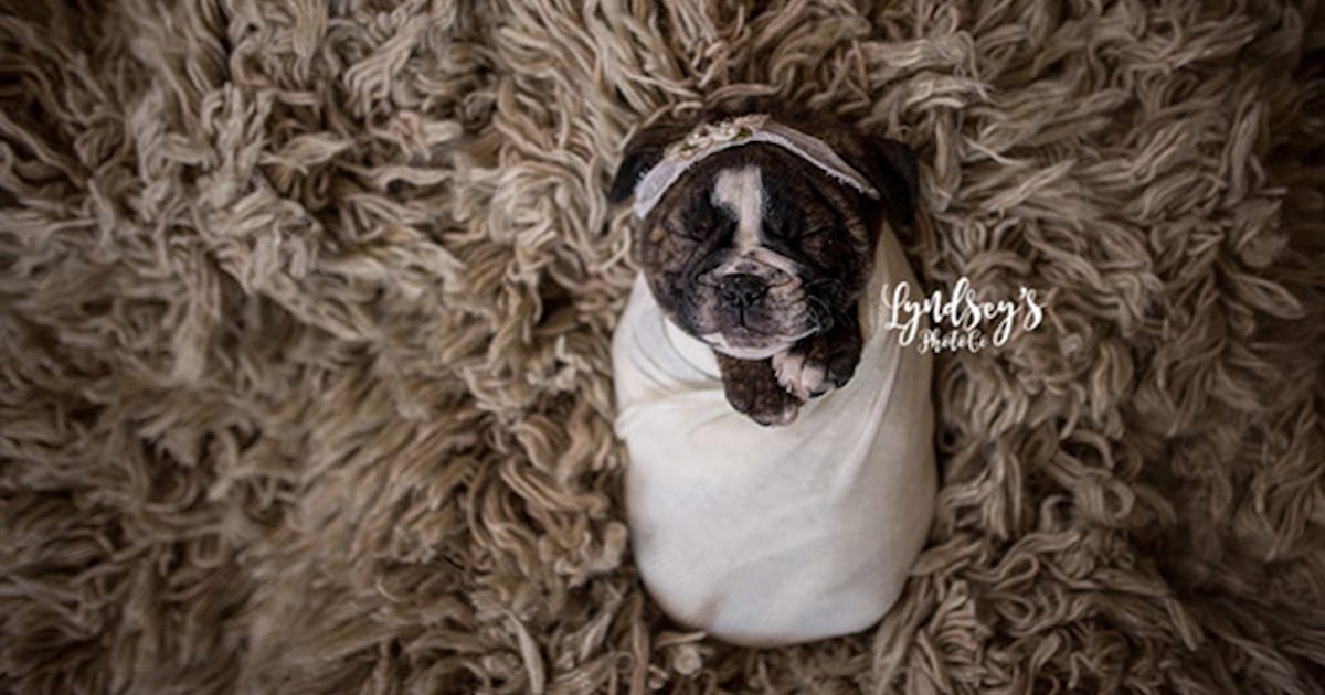 Newborn Puppy Photo Shoots Need To Be A Regular Thing