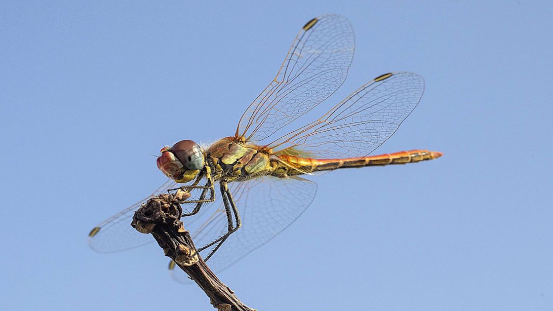 Female Dragonflies Fake Death To Avoid Sex