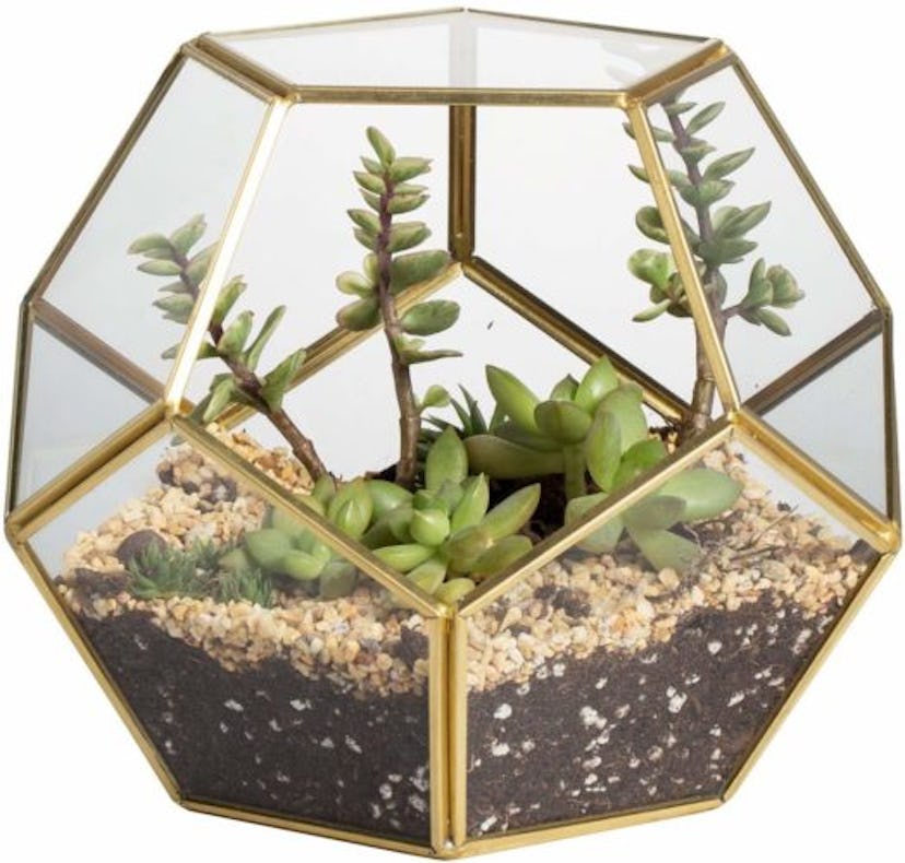 Tabletop Terrarium