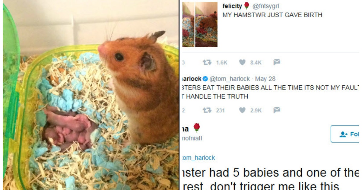 Mother Hamsters Eat Their Babies And We Never Needed To ...