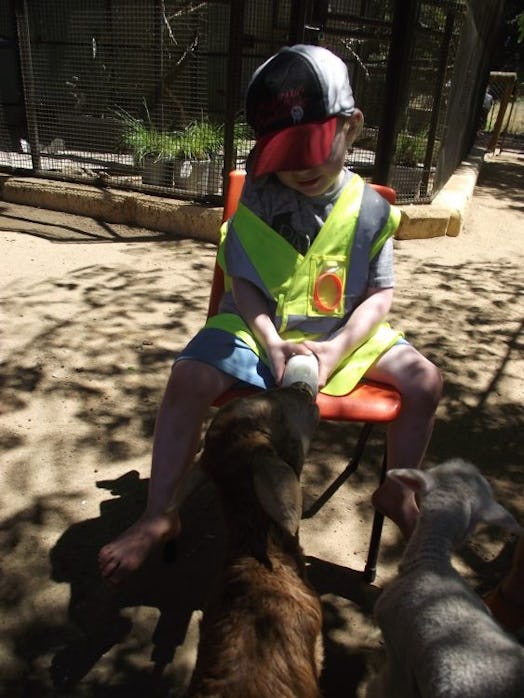A little boy with autism in a baseball hat and a neon yellow vest feeding an animal