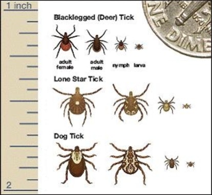 An informal poster with specific tick names and a size scale