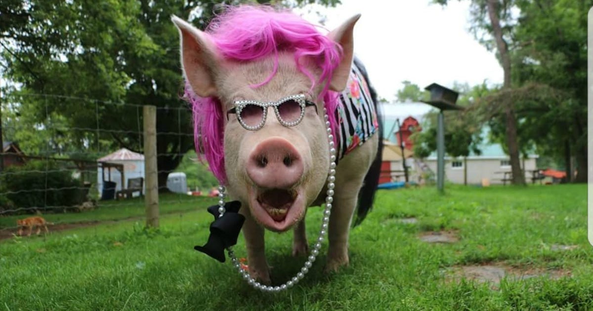 Морские свиньи на дне океана / Habr