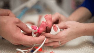 Parents holding their premature-born twin's feet 