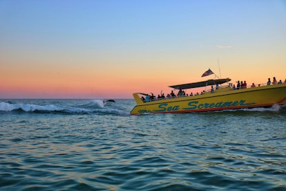 A yellow boat named The Sea Screamer on a dolphin viewing tour near Panama City Beach