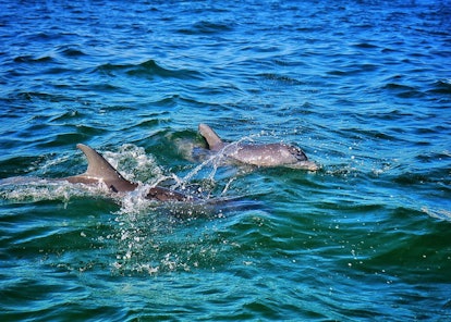 Dolphins swimming near Panama City Beach