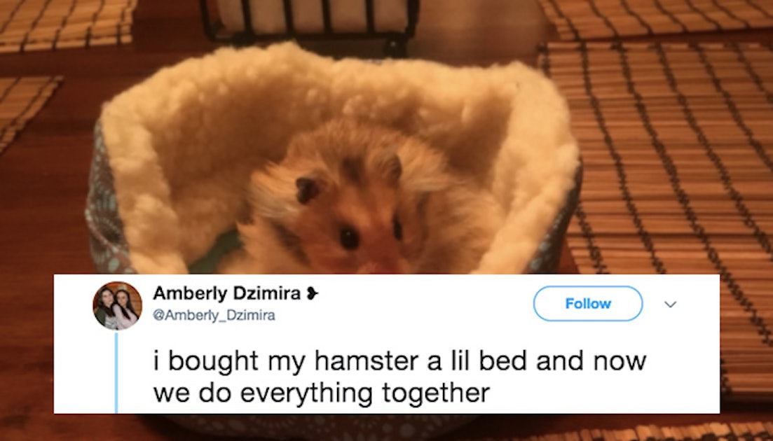 This Girl Gave Her Hamster A Bed And Now Everything In Life Is Better