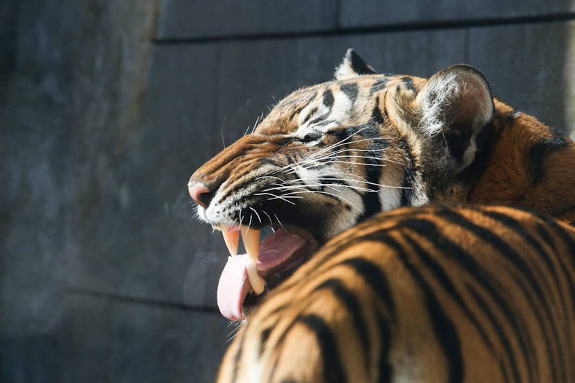 A tiger with mouth wide open