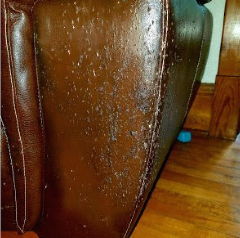 A worn out and scratched side of a brown leather couch