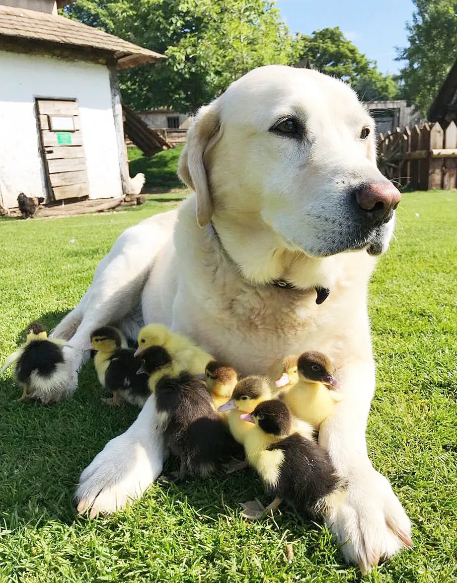 This Yellow Lab Who Adopted 9 Orphaned Ducklings Is The Best Boy