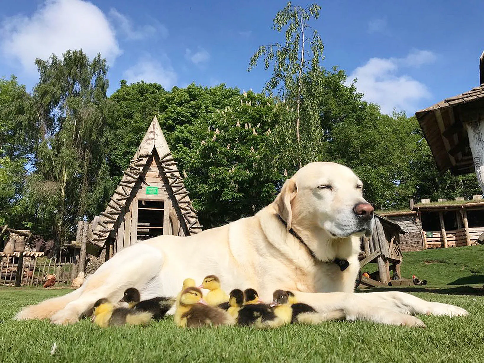 This Yellow Lab Who Adopted 9 Orphaned Ducklings Is The Best Boy