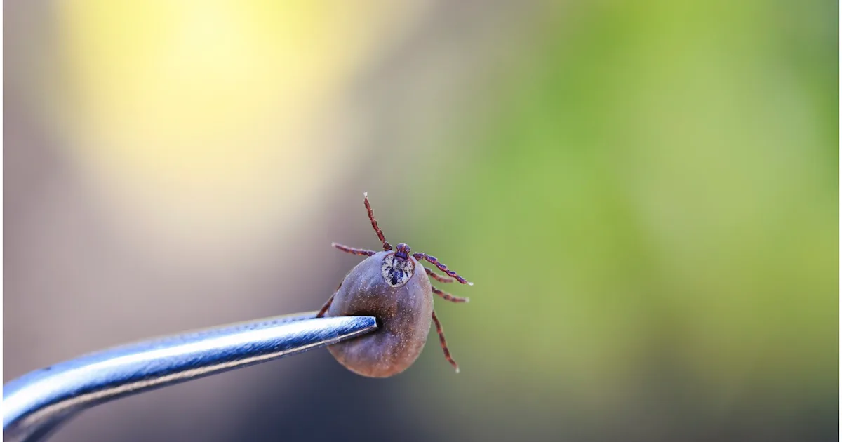 Exploding Ticks A ‘Tick Explosion’ Is Coming This Summer — Here’s How To Stay Safe