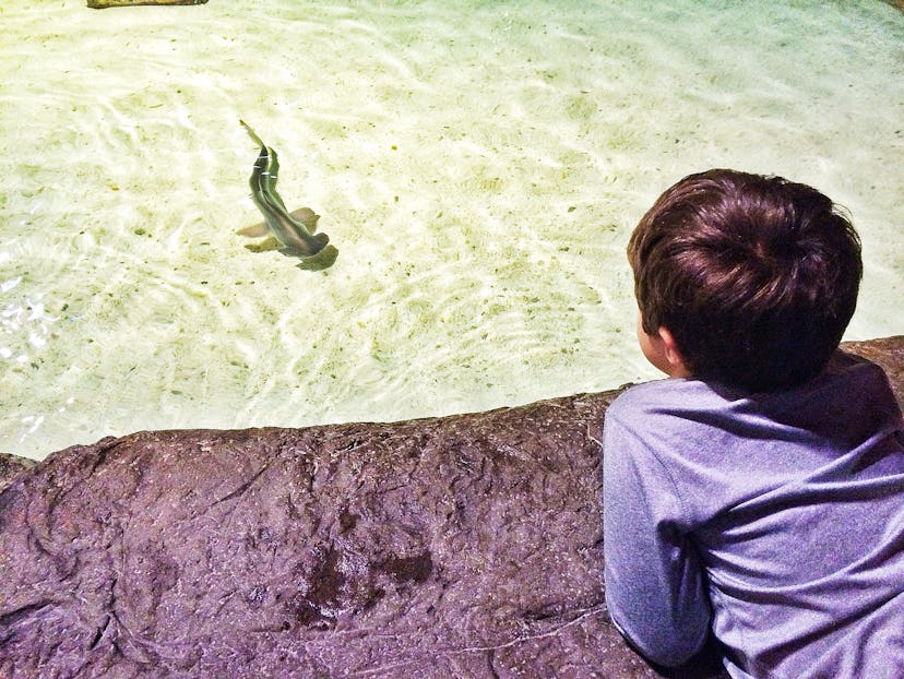 A boy in a grey shirt at the 'Ripley's Aquarium' looking at a fish in a pond