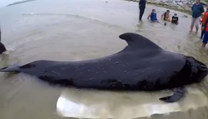 Whale Dies After Ingesting 17 Pounds Of Plastic