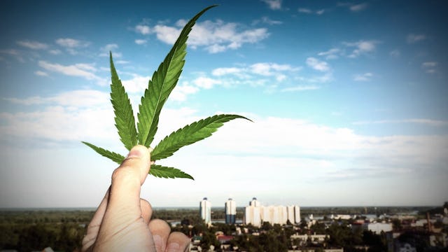A person holding marijuana leaf with a city in the distance