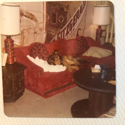 A brown dog lying down on a red couch ina a living room from 1970s