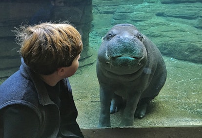 Boy looking at a hippo in Louisville Zoo