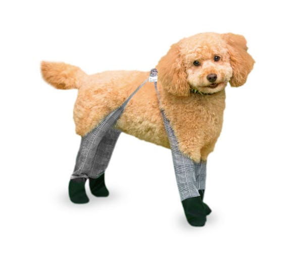 Dogs best sale in leggings