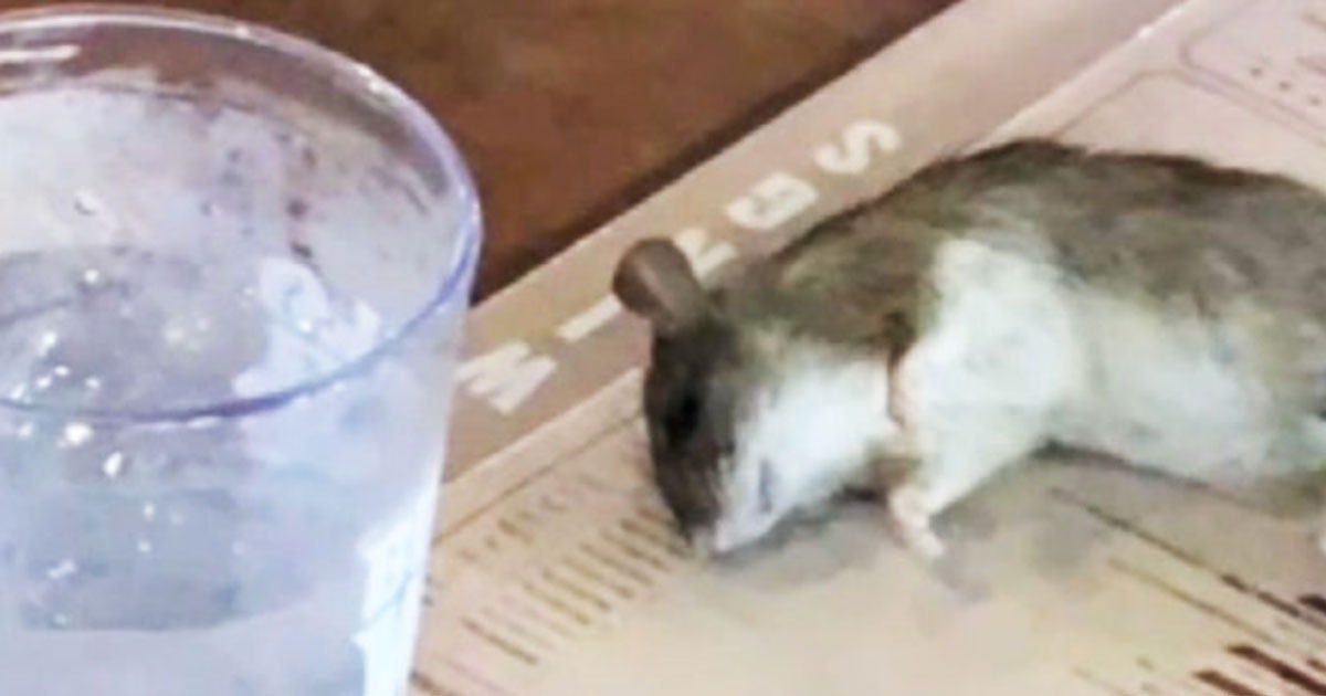 Live Rat Falls From Ceiling And Lands On Customers Table At Buffalo Wild Wings 