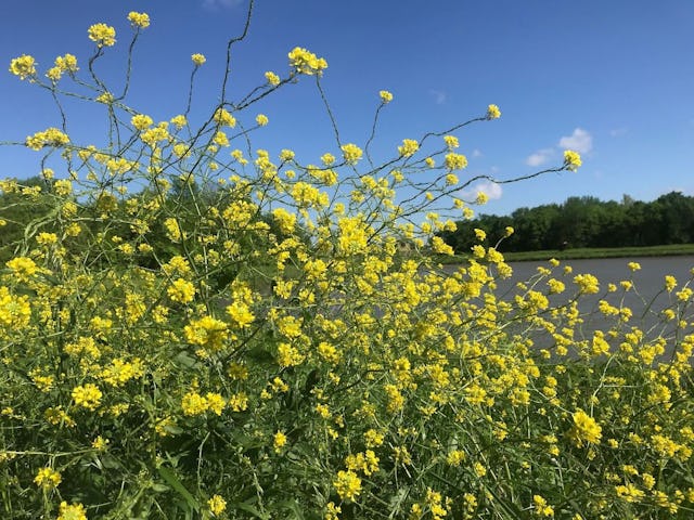 things to do in plano with kids, things to do in plano