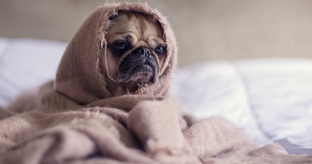 pregnancy insomnia, dog sitting on bed
