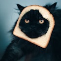 cat puns and jokes: black cat is wearing bread frame on its head