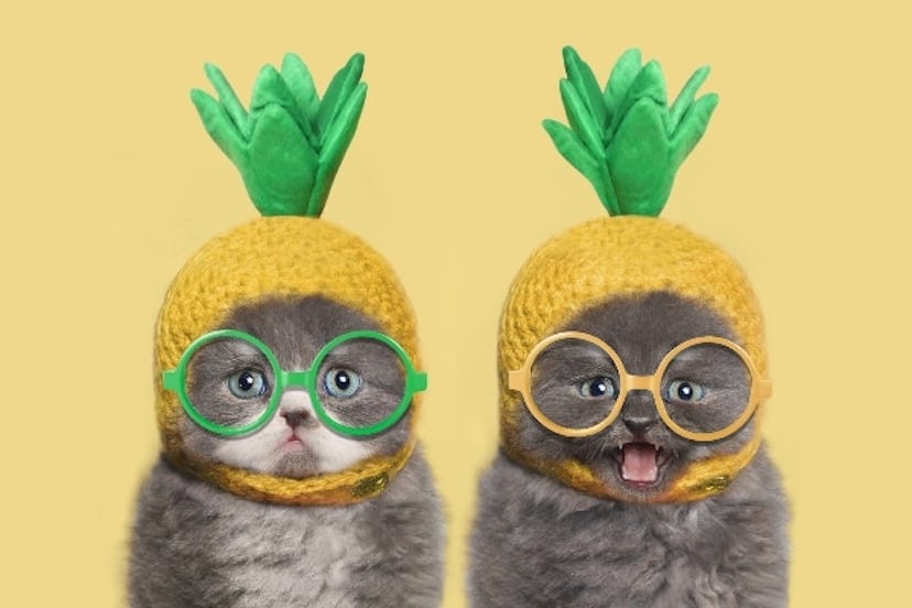 Cat Puns & Jokes: two kittens wearing pineapple hats and glasses