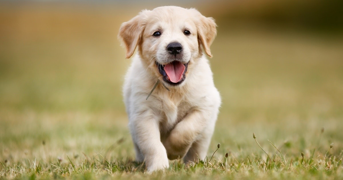 what is the best kid friendly dog