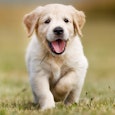 best dog breeds for families