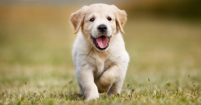 best dog breeds for families