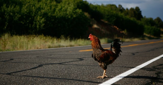 cross the road jokes