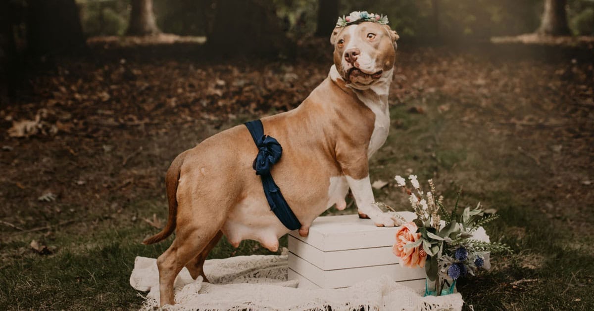 Pitbull puppies fashion for 2019