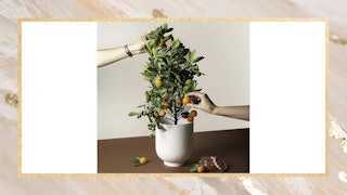 Two hands picking a small citrus tree standing in a white vase on a brown desk