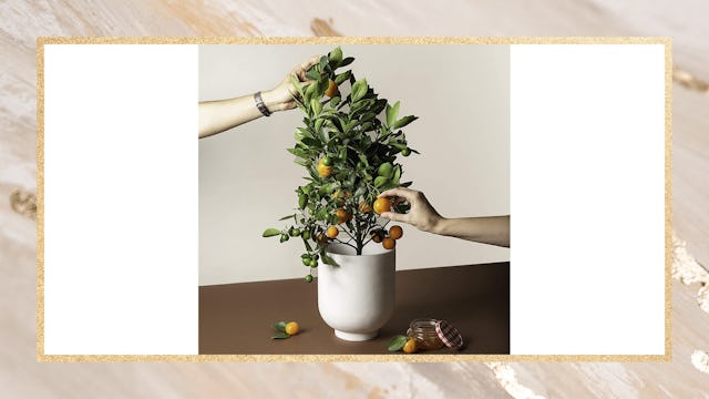 Two hands picking a small citrus tree standing in a white vase on a brown desk