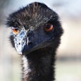 A close-up of a black feathered ostrich's head with orange eyes and blurred background